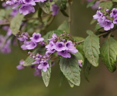 Prostanthera melissifolia
