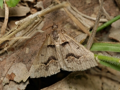Dichromodes atrosignata
