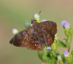 Pellicia arina