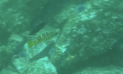 Sebastes serranoides