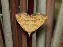 Chrysolarentia correlata