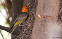 Anaplectes rubriceps rubriceps