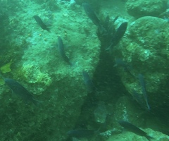 Chromis punctipinnis