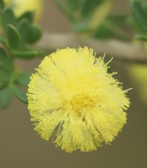 Acacia mitchellii