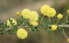 Acacia mitchellii