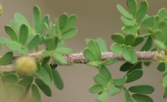Acacia mitchellii