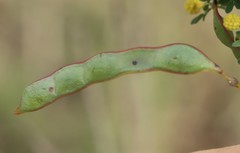 Acacia mitchellii