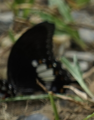 Menelaides