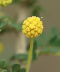 Acacia mitchellii