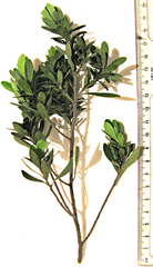 Diospyros austro-africana