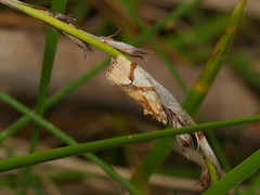 Epitymbia isoscelana