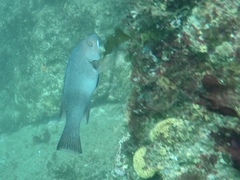 Bodianus pulcher