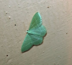 Phaiogramma etruscaria