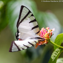 Graphium agetes