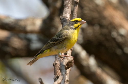 Yellow-fronted Canary