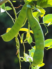 Canavalia ensiformis