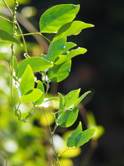 Canavalia ensiformis