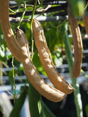 Canavalia ensiformis