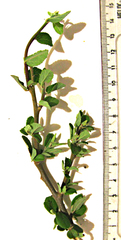 Grewia robusta