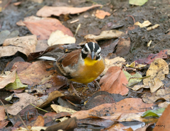 Emberiza flaviventris kalaharica
