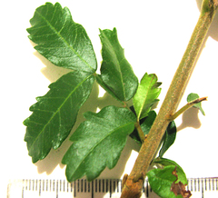 Hippobromus pauciflorus