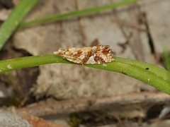 Epitymbia isoscelana