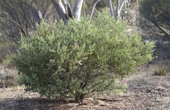 Acacia brachybotrya