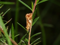 Epitymbia isoscelana
