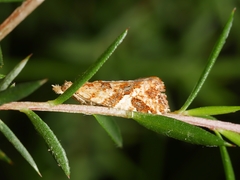 Epitymbia isoscelana