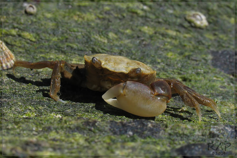 Cyrtograpsus altimanus