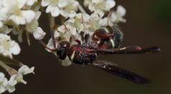 Leucospis africana