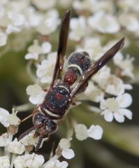 Leucospis africana