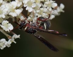 Leucospis africana