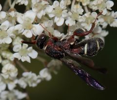 Leucospis africana