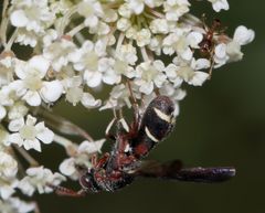 Leucospis africana