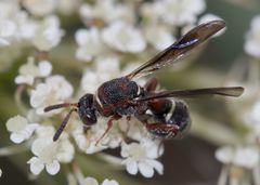 Leucospis africana