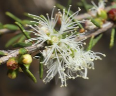 Melaleuca brevifolia