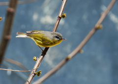 Phylloscopus xanthoschistos