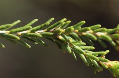 Melaleuca brevifolia