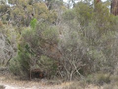 Melaleuca brevifolia
