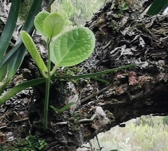 Monimia rotundifolia