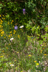 Phyteuma betonicifolium