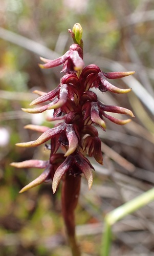 Image of Genoplesium Archeri (Genoplesium archeri) by no rights reserved