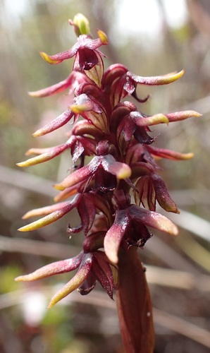 Image of Genoplesium Archeri (Genoplesium archeri) by no rights reserved