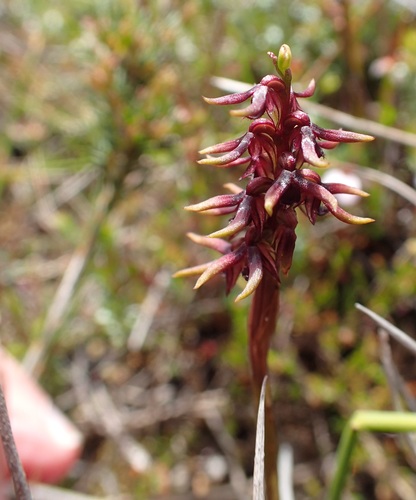 Image of Genoplesium Archeri (Genoplesium archeri) by no rights reserved