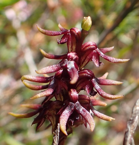 Image of Genoplesium Archeri (Genoplesium archeri) by no rights reserved