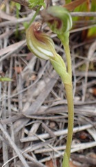 Pterostylis aphylla