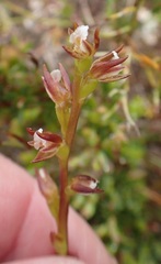 Prasophyllum pulchellum