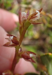 Prasophyllum pulchellum