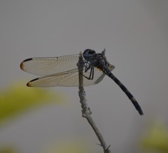 Dythemis